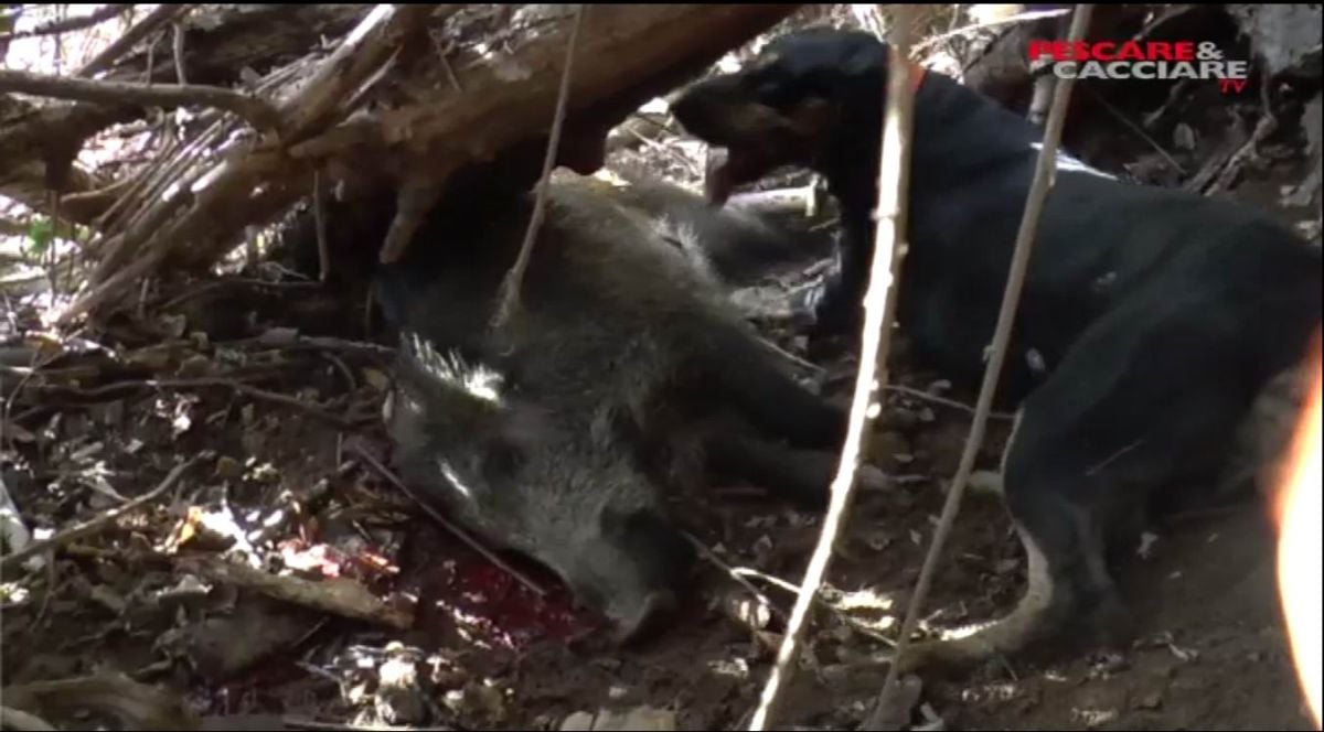 Pescare & Cacciare TV