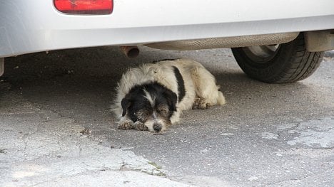 Náhledový obrázek - Našel se pes, co s tím? Řešení je vícero, záleží na jeho povaze a vaší odvaze