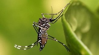 Náhledový obrázek - WHO: Virus zika je v Brazílii na ústupu