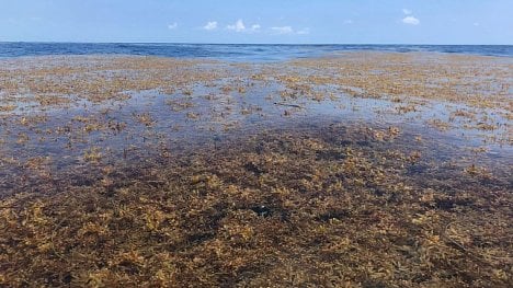 Náhledový obrázek - Gigantická farma uprostřed oceánu zachytí miliardy tun uhlíku. Zajistit to mají plovoucí mořské řasy