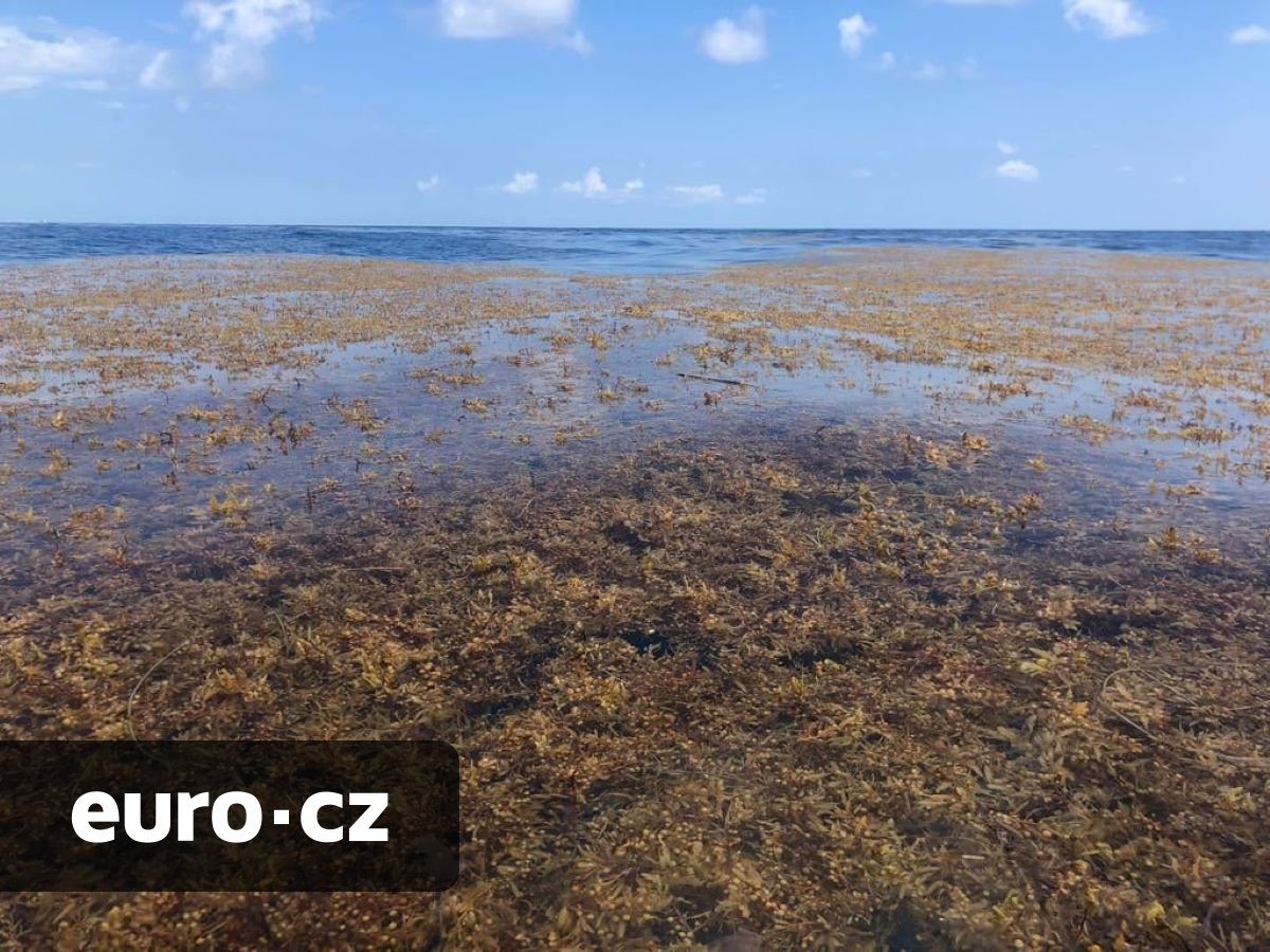 Gigantická farma uprostřed oceánu zachytí miliardy tun uhlíku. Zajistit to mají plovoucí mořské řasy