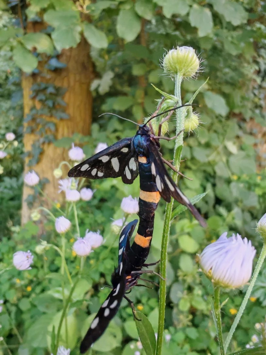 Makro snímek Honoru 200 Pro