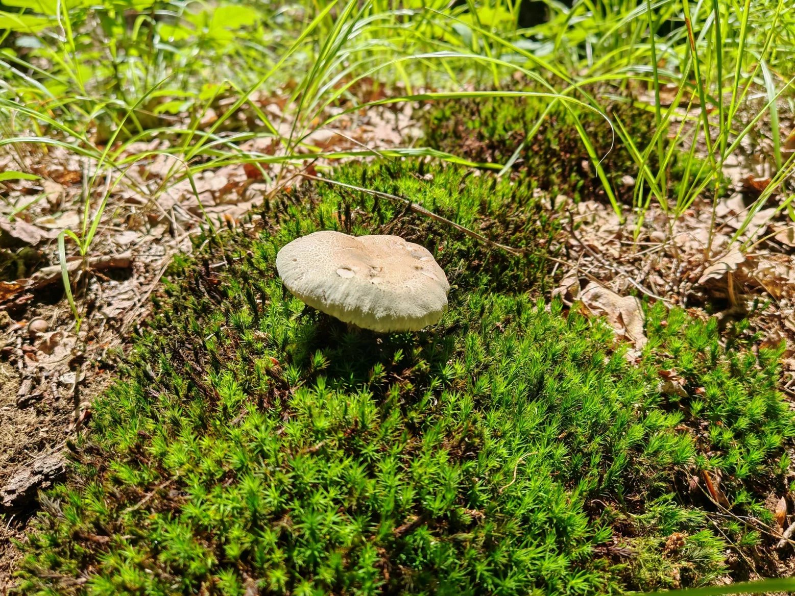 Honor 200 Pro: Hlavní 50Mpx fotoaparát