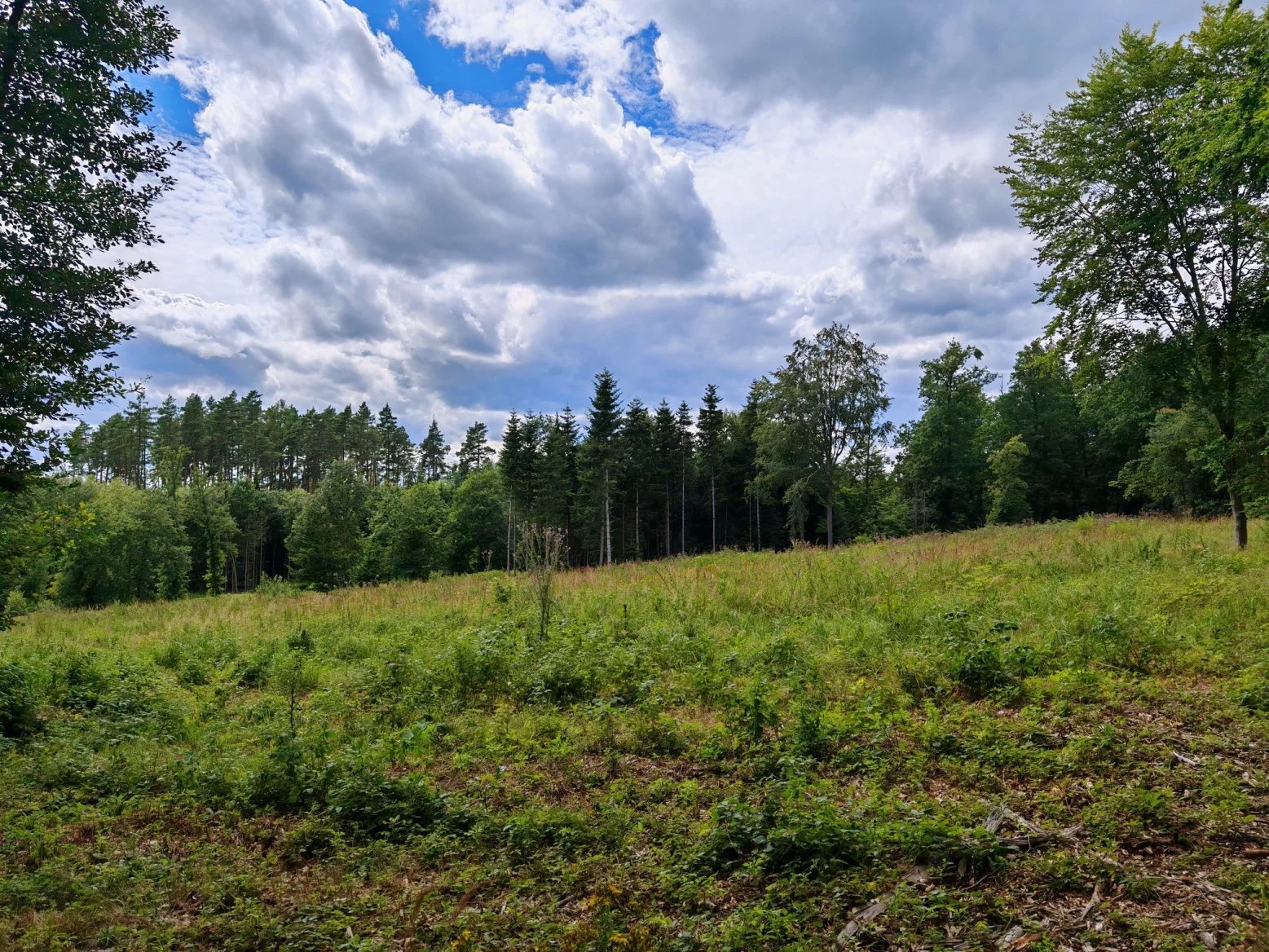 Honor 200 Pro: Hlavní 50Mpx fotoaparát