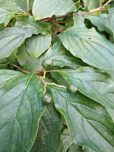 Makro snímek Honoru 200 Pro