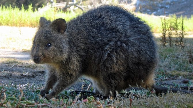 Klokan_quokka