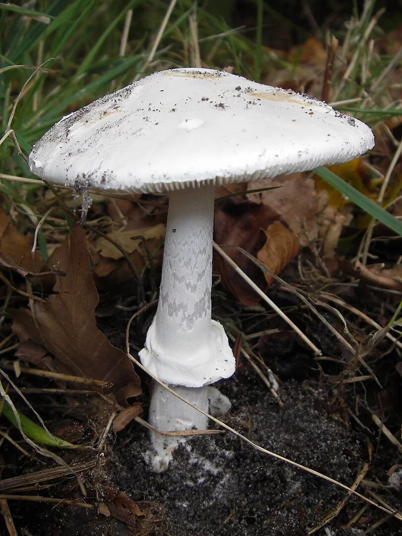 Muchomůrka bílá. Muchomůrka bílá (Amanita phalloides var. alba), někdy muchomůrka zelená bílá, je varietou smrtelně jedovaté muchomůrky zelené. Jak název napovídá, plodnice této houby je celá čistě bílá. Proto je u nezkušených houbařů vyšší nebezpečí záměny se žampiony - ty však nemají bílé, ale hnědé lupeny.