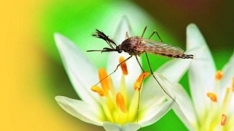 Náhledový obrázek - Dopady změny klimatu: vítězi v bioloterii se stávají agresivní komáři a plevel kyprej