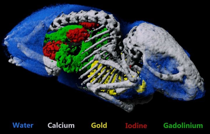 Spektrální CT myši, barevně jsou odlišeny kosti a různé kontrastní látky v orgánech (zlato v plicích, jód v ledvinách, gadolinium ve žaludku a střevech)
