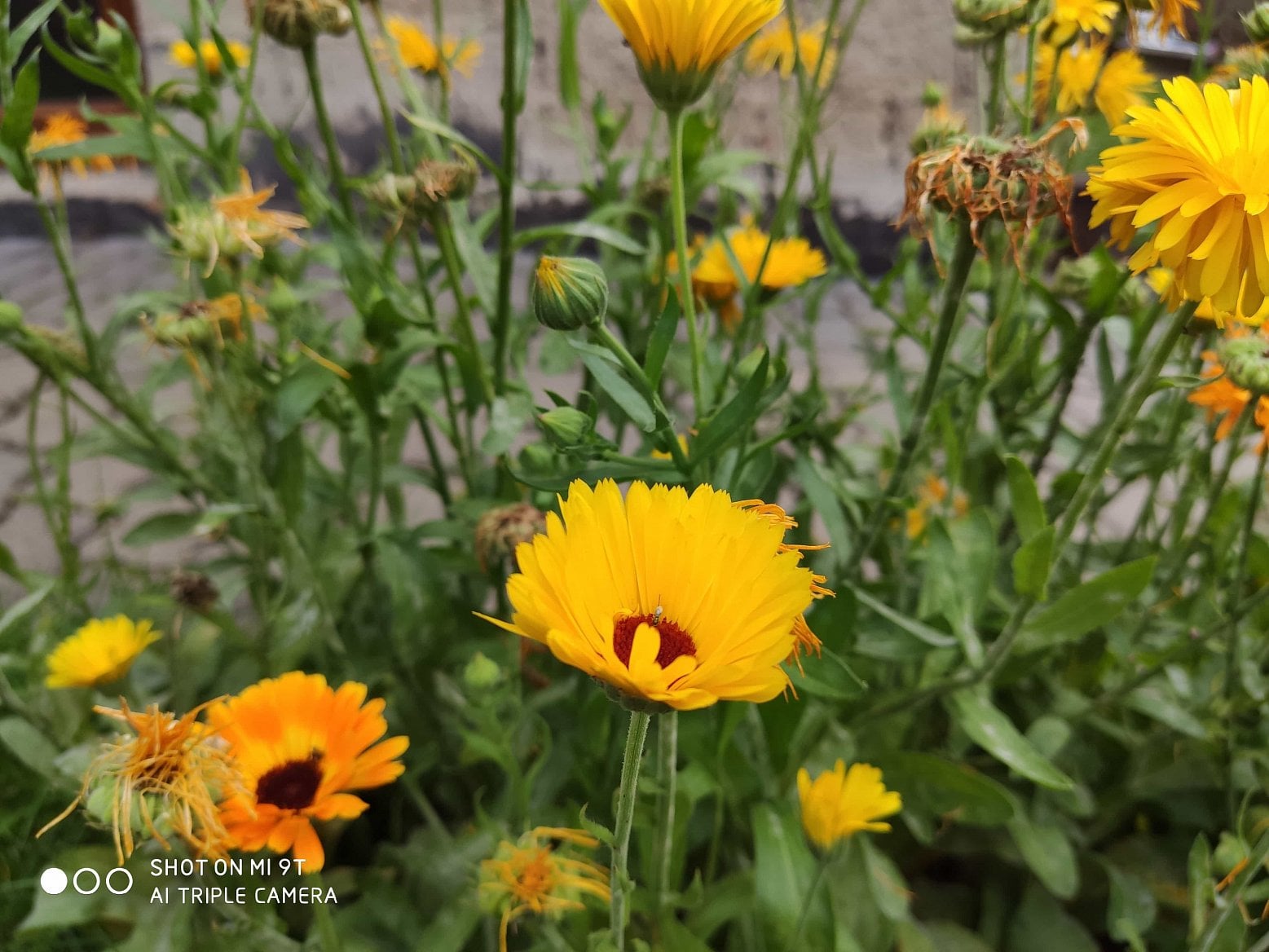 Xiaomi Mi 9T fotky 2