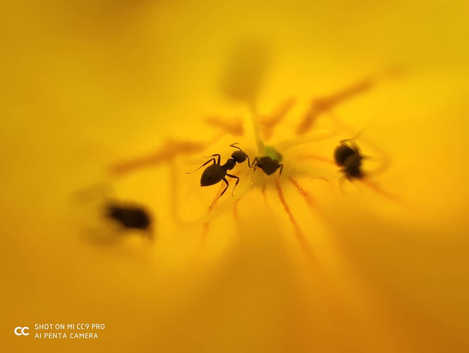 Makro fotka z Xiaomi Mi Note 10