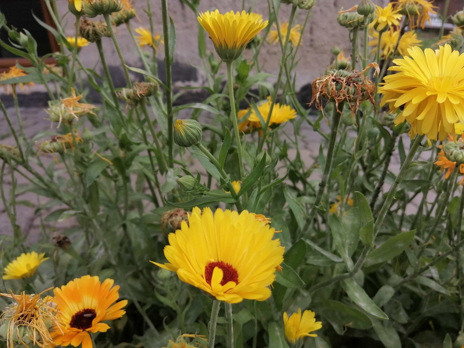 Huawei P Smart Z fotky 1