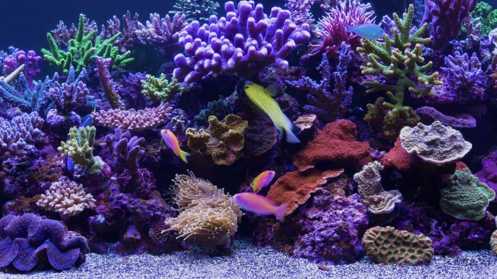 SledovániTV Ambient 4