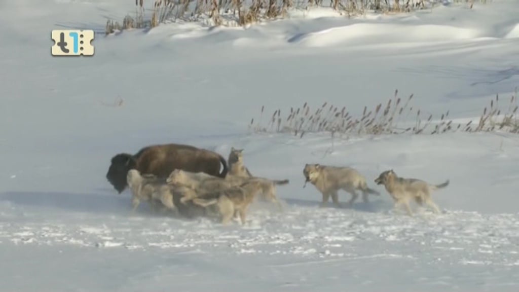 Nové satelitní FTA kanály 32. a 33. týden roku 2018