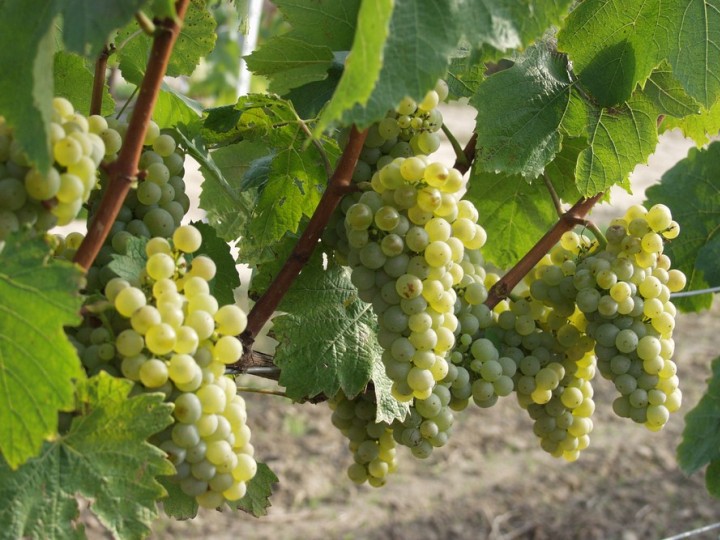 Hrozny Vinařství Sonberk