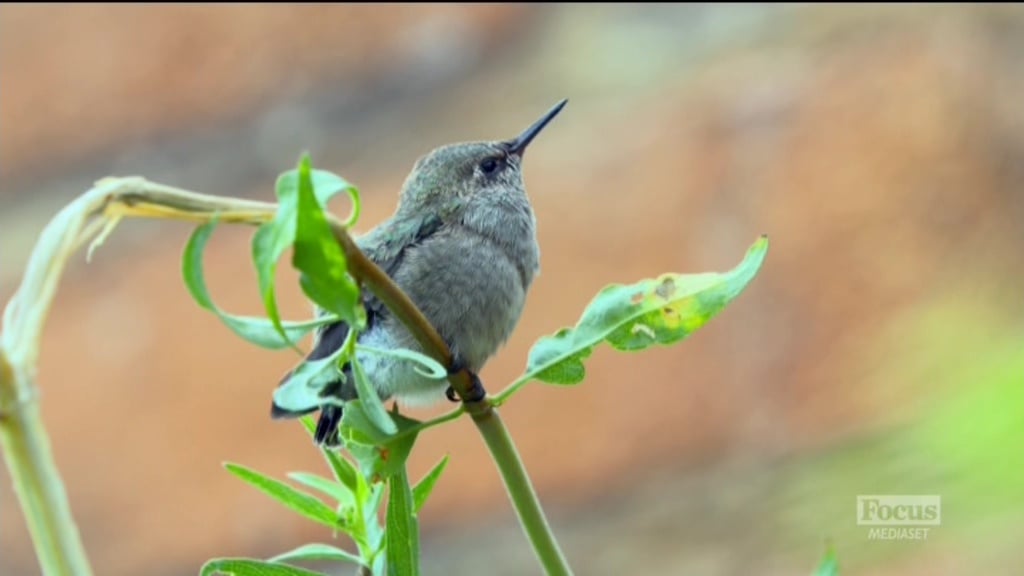 Nové satelitní FTA kanály 20. týden roku 2018