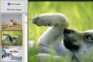 Easy Batch Watermark 3.5 - náhled