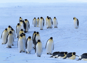 Pochod tučňáků - náhled