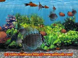 3D Fish School Screen Saver 3.94 - náhled