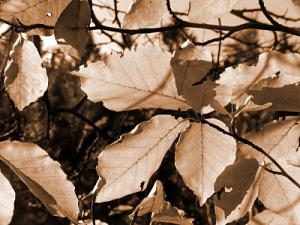 Velký náhled - náhled