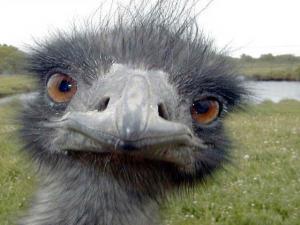 Funny Animals Screensaver 1.0 - náhled