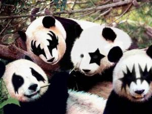 Funny Animals Screensaver 1.0 - náhled