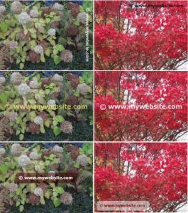 Bytescout Watermarking 3.0.0.186 - náhled