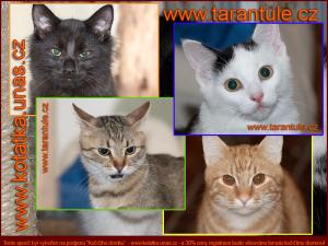 Kočičí domek - náhled