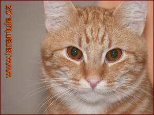 Kočičí domek 2 - náhled