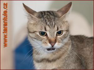 Kočičí domek 3 - náhled