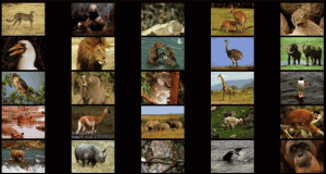 Animals I screensaver - náhled