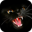 Black Cat Wallpaper Full HD (backgrounds & themes) - Slunečnice.cz