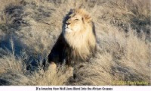 African Big Cats Screensaver - náhled