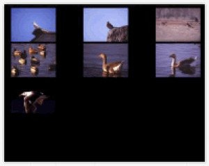 Birds IV - náhled