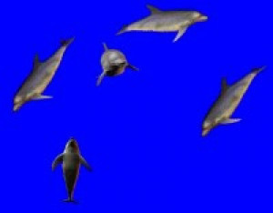 3D Blue Water Dolphins - náhled
