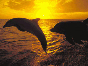 Free Dolphin Screensaver - náhled