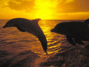 Free Dolphin Screensaver - náhled
