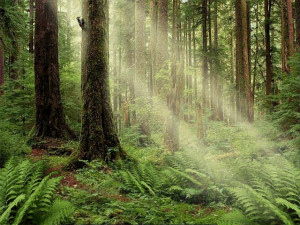 Serenity Forest Screensaver - náhled