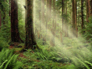 Serenity Forest Screensaver - náhled