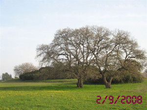 Y.A. Photos Date Stamper - náhled