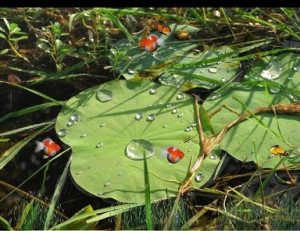 Lotus Pond Animated Wallpaper - náhled