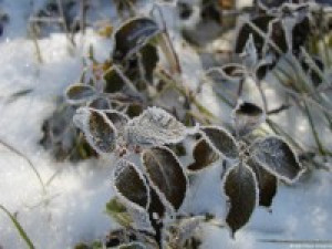 Fotky CZ - First Winter - náhled