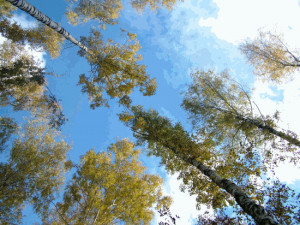 7art Glorious Trees ScreenSaver - náhled