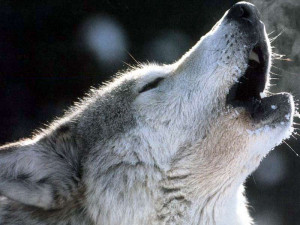 Angry Wolves - náhled