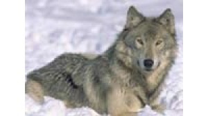 Angry Wolves - náhled