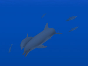 Dolphin Pod - náhled