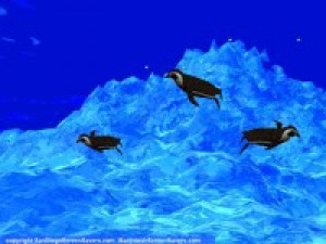 3D Swimming Penguins - náhled