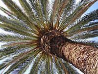 Palma